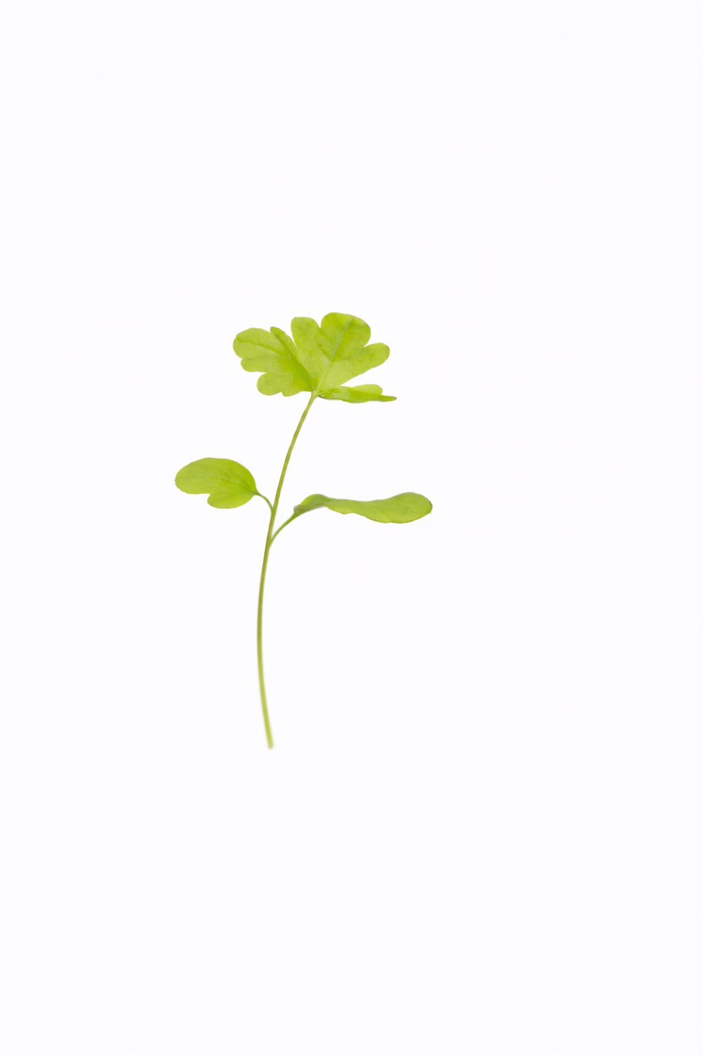 MICRO PARSLEY