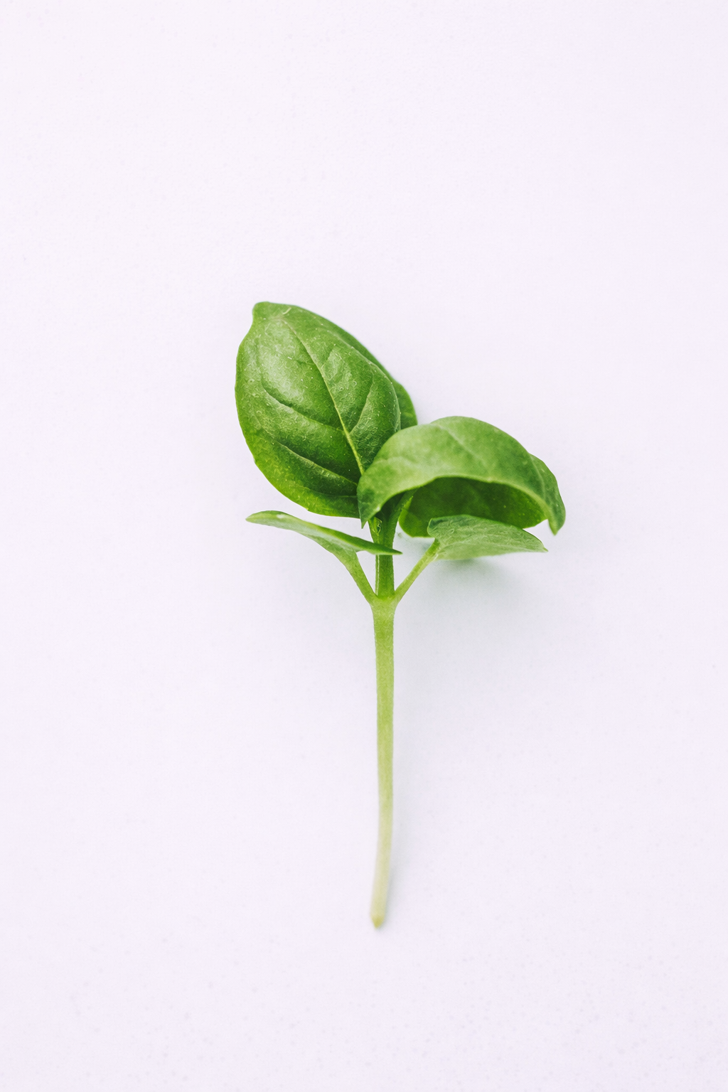 MICRO BASIL