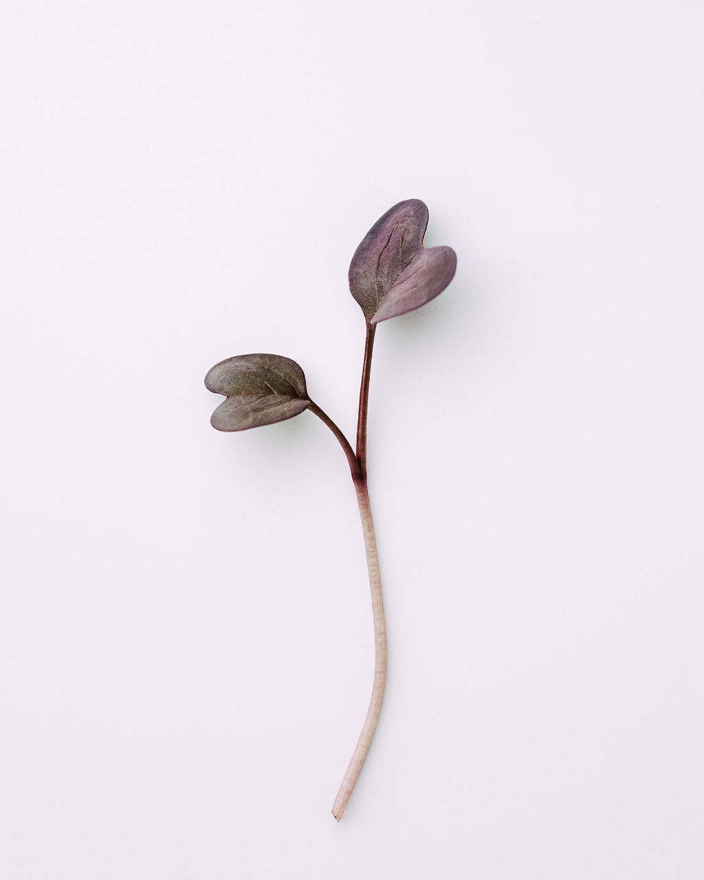 MICRO PURPLE RADISH