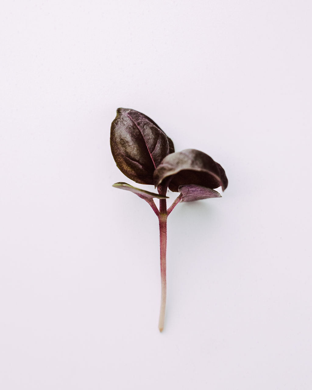 MICRO RED BASIL