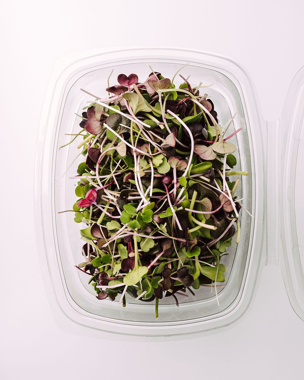 MICRO SALAD SPICY MIX