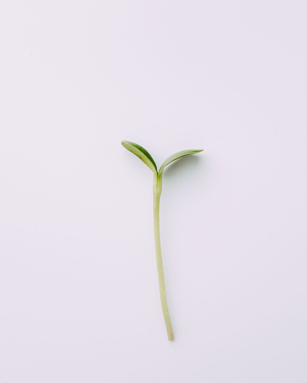 SUNFLOWER SHOOTS
