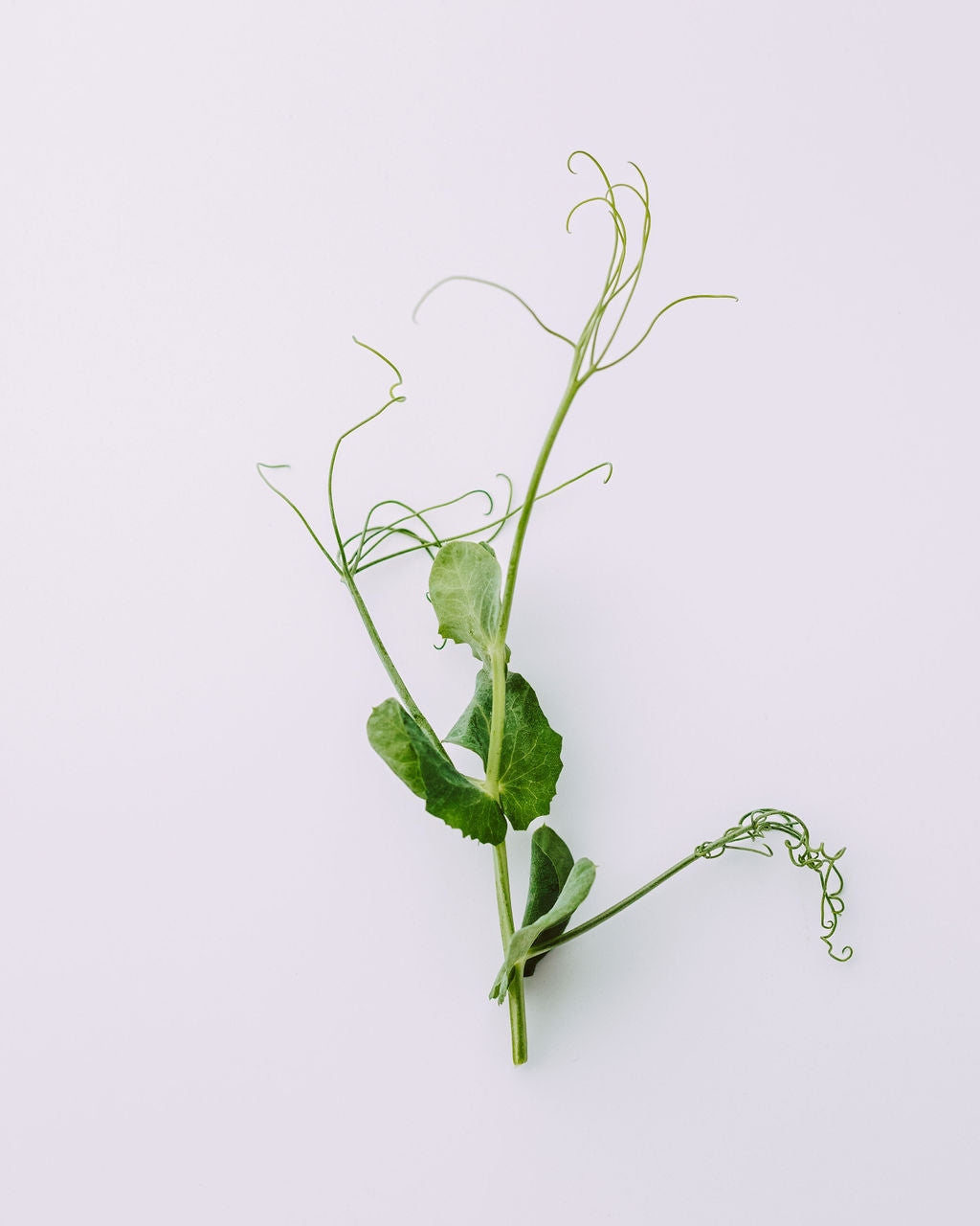 TENDRIL PEA SHOOTS