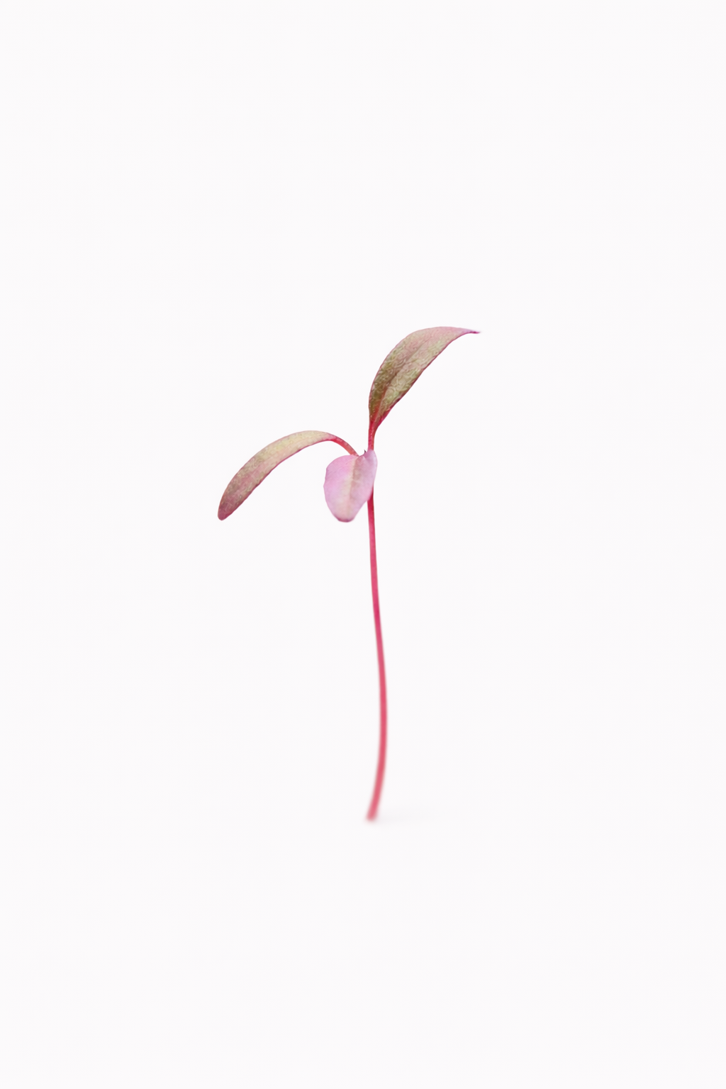 MICRO AMARANTH