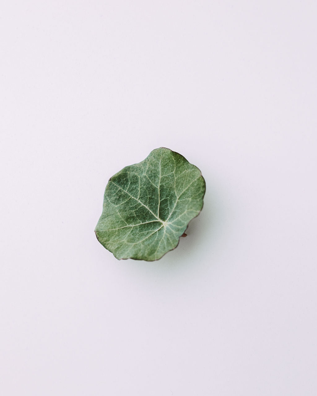 NASTURTIUM LEAVES